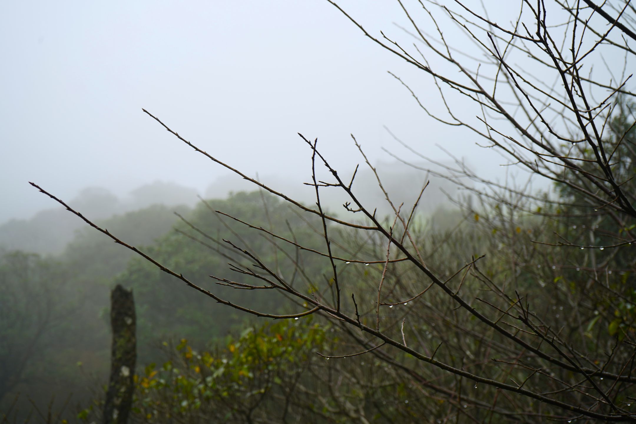 ▴起大霧的擎天崗。攝影／Ariel TYL